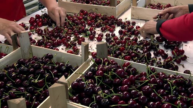 Preparing freshly picked cherries for the market; Workers in an orchard sort freshly picked cherries