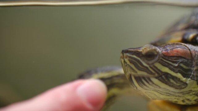 Close up of red eared turtle trying bite human finger through aquarium glass, aggressive feeding reaction mistaking finger for food. Hungry reptile pet. Red eared turtle biting finger.