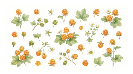 Watercolor cloudberry botanical set, hand painted orange arctic berries with green leaves, wild nordic fruit vector collection for organic food packaging © noor
