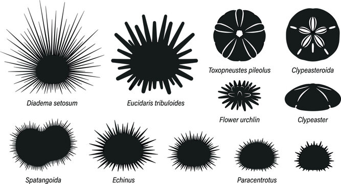 Sea Urchin and Sand Dollar Silhouette Vector Set Featuring Diadema Echinus Spatangoida Flower Urchin and Clypeasteroida Marine Graphic Shapes