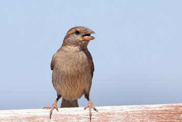 Obraz premium House sparrow on branch, Passer domesticus, birds of Montenegro