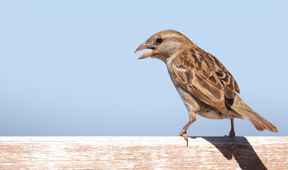 Obraz premium House sparrow on branch, Passer domesticus, birds of Montenegro