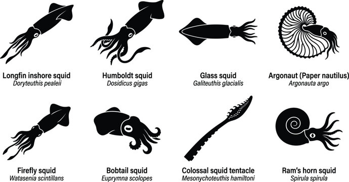 Squid and Cephalopod Species Silhouette Vector Set Featuring Longfin Humboldt Glass Firefly Bobtail Argonaut and Ram Horn Marine Graphic Shapes
