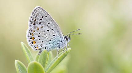 butterfly on a flower © monkey