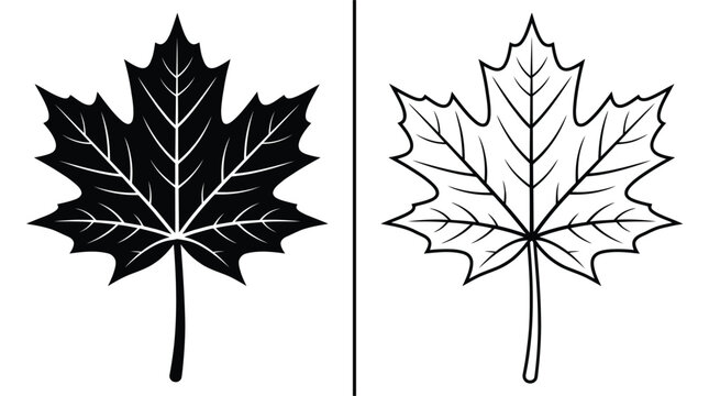 Maple Leaf Simple Vector Silhouette and Outline Versions Isolated on a White Background Design Template