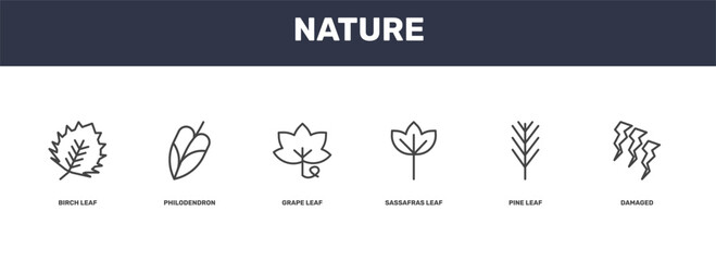 nature icon set with birch leaf, philodendron, pine leaf, damaged signs in flat outline style © Abstract