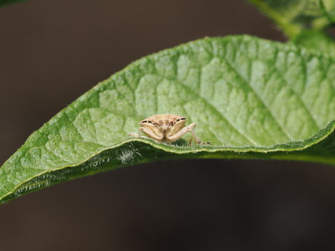 Una chinche escudo (familia Pentatomidae) de cuerpo velludo y tonos pardos avanza sobre una hoja verde y rugosa, mostrando en detalle sus antenas anilladas en blanco y negro y sus peque&ntilde;os ojos rojizo