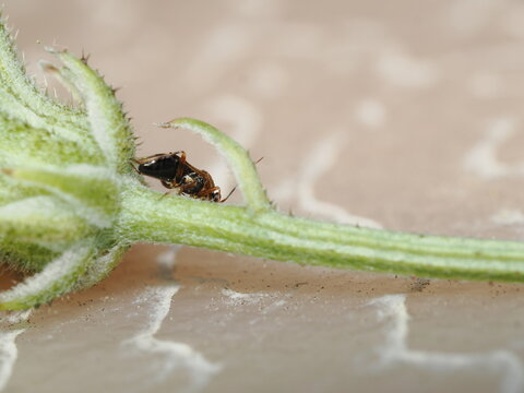 Un peque&ntilde;o chinche de las plantas (Hemiptera) camina sobre el c&aacute;liz y el tallo pubescente de un capullo de flor, destacando su cuerpo estilizado bajo una n&iacute;tida aproximaci&oacute;n macro.