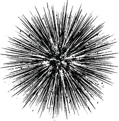Obraz premium Black sea urchin silhouette on a white background detailed spiny texture silhouette