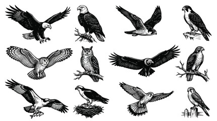 Fototapeta premium Collection of various eagle illustrations in different flying and perched poses