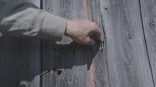 Close up of a farmer's hand securing an old weathered wooden door with a rusty, handmade bent nail hasp lock on a rural farm building