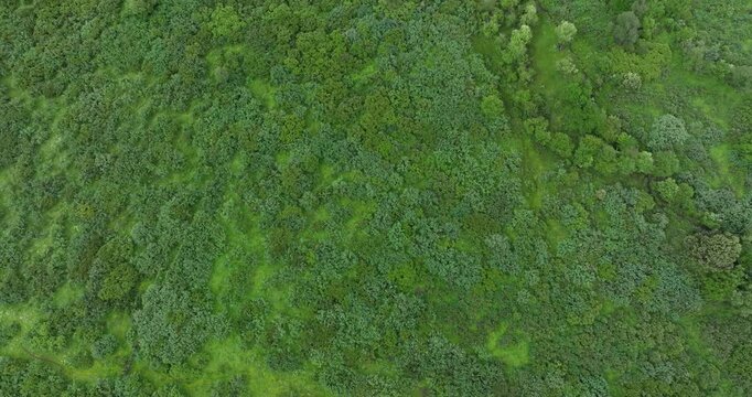 Aerial footage of beautiful forest mountains	