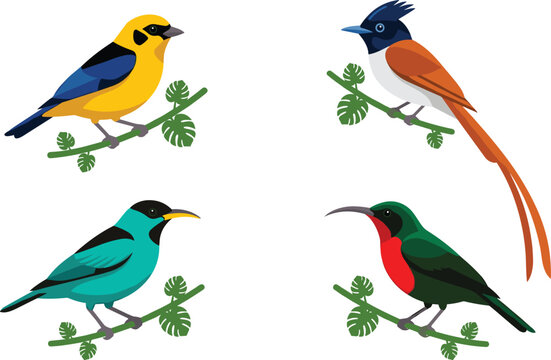 Exotic tropical birds vector illustration collection featuring colorful sunbird tanager and flycatcher perched on green tree branches