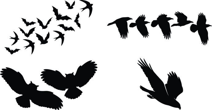 Flying birds and bats silhouette vector collection featuring hawk raven crow owl and flock of wild creatures