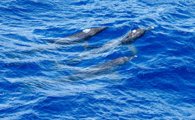 Dolphins swimming at the surface at Ascension Island © Angela