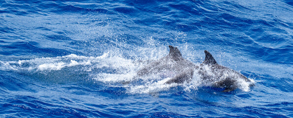 Panorama of dolphins swimming at the surface at Ascension Island © Angela