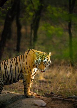 A majestic Bengal tiger glances back while walking through Ranthambore National Park, illuminated by warm golden light against a softly blurred forest backdrop.
