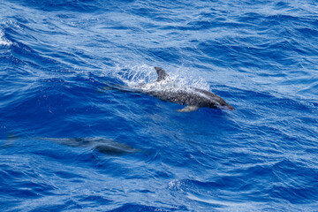 Dolphin swimming at the surface at Ascension Island © Angela