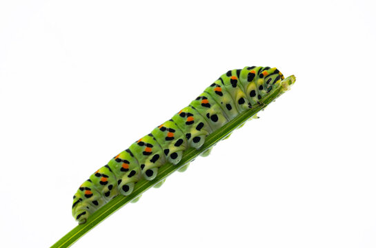 papilio machaon caterpillar  close up isolated on white