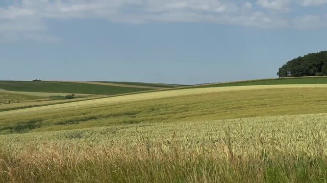 Ripening grain fields stretch across gently rolling farmland bordered by a dense forest beneath a clear blue summer sky. Agriculture, harvest, countryside, nature, rural landscape.