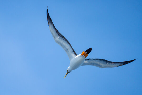 Masked booby (Sula dactylatra) in flight at Ascension Island