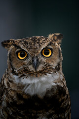 Obraz premium Great Horned Owl Frontal Portrait with Vivid Yellow Eyes Against Dark Background
