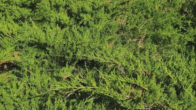 Bright green foliage of a juniperus plant gently swaying in a subtle breeze. A beautiful natural abstract texture for backgrounds