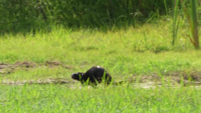 Lakeside Play: 4K Close-Up of North American River Otters on a Grassy Shoreline, Florida