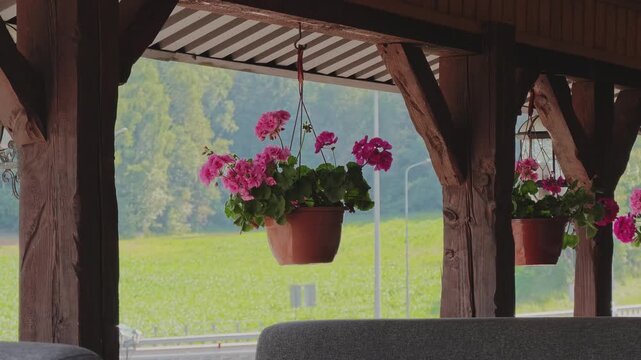 Pink pelargonium blossoms sway gently in a hanging pot on a rustic wooden veranda, while a highway with passing cars stretches in the background