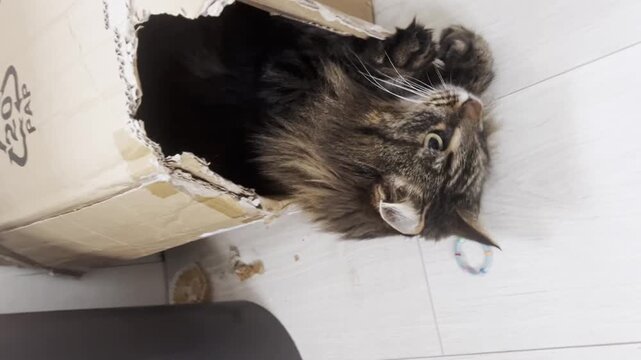 Teenager hand reaching towards damaged cardboard box. Playful cat paw suddenly popping out from hole to scratch and grab human fingers. Funny pet attack, domestic animal behavior and surprise concept.