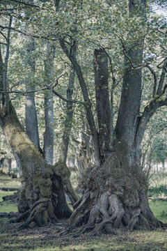 Ancient Pollarded Tree with Massive Exposed Root System in Atmospheric Forest &mdash; Mystical Nature Photography