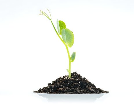 Small green plant seedling growing out of a pile of dark black soil representing new life and nature conservation growth