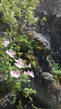 Wild rose flowers Castle of Szigliget in North Balaton