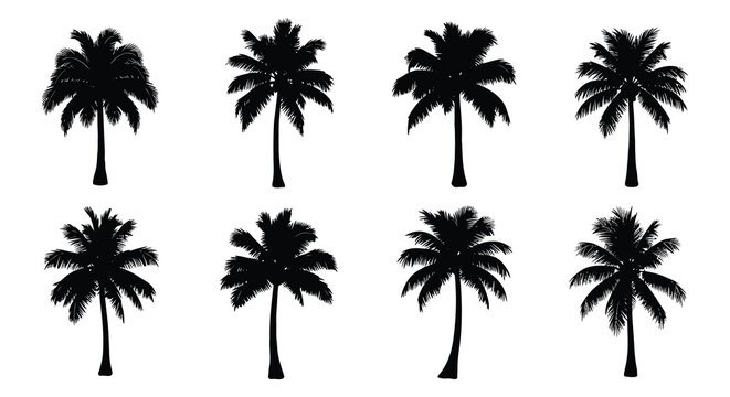 Palm Tree Silhouettes A Collection Of Tropical Tree Shapes