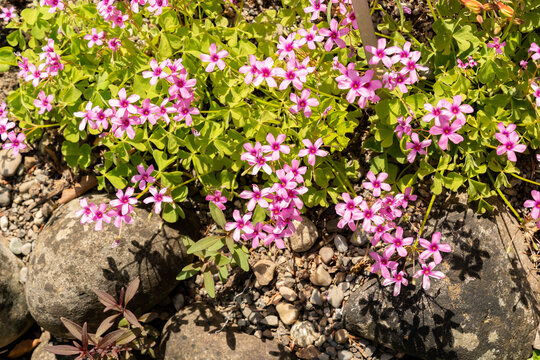 Pink sorrel or Oxalis Articulata plant in Zurich in Switzerland 21.5.2026