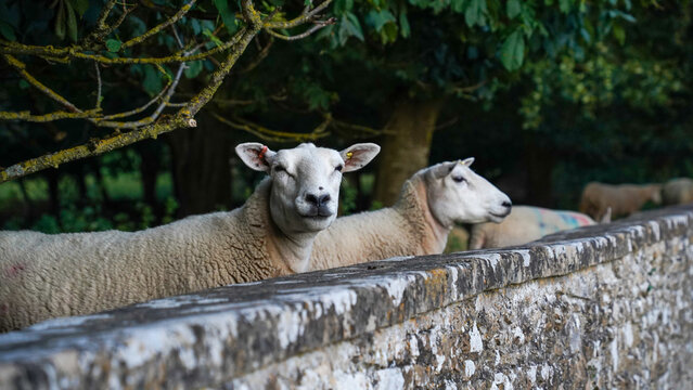 2 sheep overlooking wall