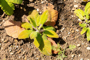 Fototapeta premium California hummingbird sage or Salvia Spathacea plant in Zurich in Switzerland 21.5.2026