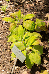 Fototapeta premium California hummingbird sage or Salvia Spathacea plant in Zurich in Switzerland 21.5.2026