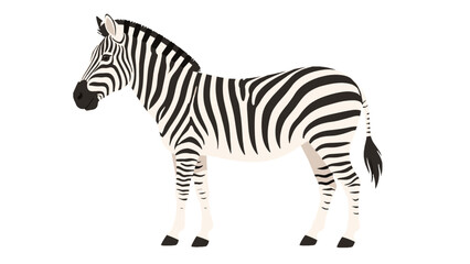 Obraz premium Side view zebra standing isolated on white background