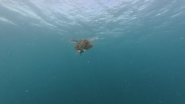 Hawksbill Sea Turtle Swimming With Remoras Underwater