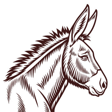Vector illustration illustration of a donkey head, handdrawn sketch style