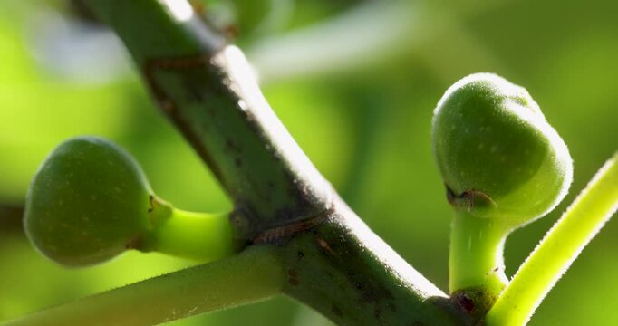 Unripe green figs growing on a fig tree branch in the summer sun