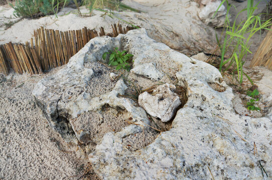 Weathered limestone with unique textures used in landscaping for rockeries and alpine gardens