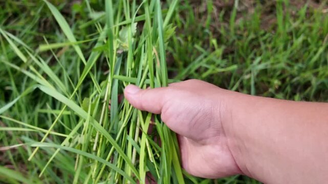 Close-up footage of a hand picking up freshly cut green grass from a windrow in a field. The vegetation appears fresh and moist as the hand squeezes and inspects the cut forage before releasing it