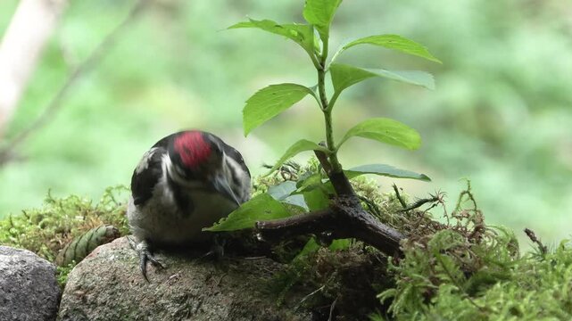 Juvenile Great Spotted Woodpecker Bathing and Drinking in a Forest Water Pool