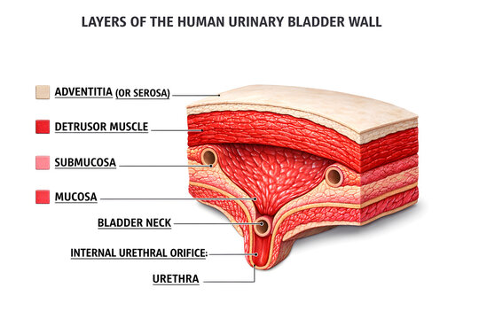 Human Urinary Bladder Anatomy Medical Illustration with Ureter, Urethra and Bladder Structure Labels

