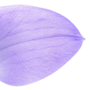 Lavender Flower Petal Macro Texture with Delicate Veins Isolated on White Background