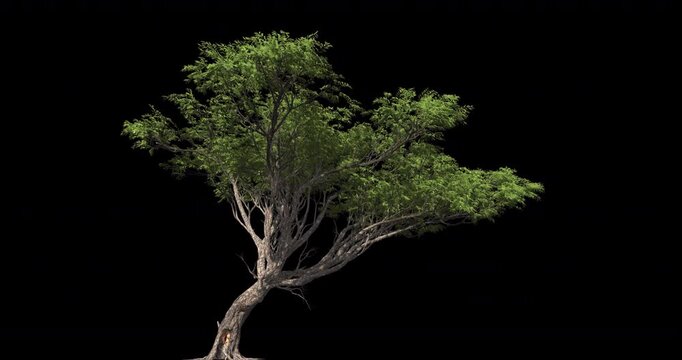 3d animated tree with alpha