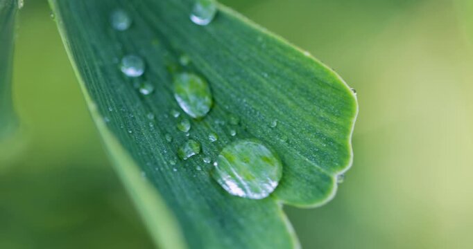 Water dew drops resting on a green ginkgo biloba leaf