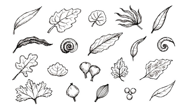 Collection of various leaf types.